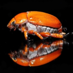 Anoplognathus montanus at Evatt, ACT - 18 Dec 2019