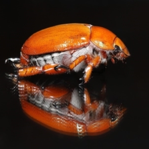 Anoplognathus montanus at Evatt, ACT - 18 Dec 2019