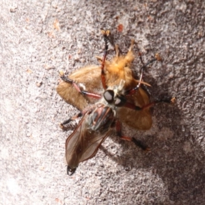 Neoaratus hercules at Wingecarribee Local Government Area - 1 Oct 2018 02:33 AM