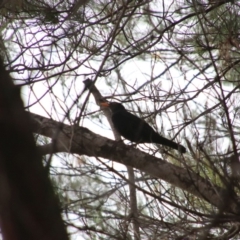 Turdus merula (Eurasian Blackbird) at Wingecarribee Local Government Area - 15 Oct 2018 by JanHartog