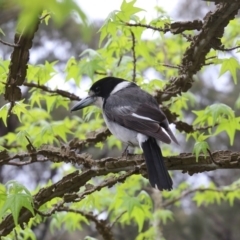 Cracticus torquatus (Grey Butcherbird) at Wingecarribee Local Government Area - 15 Oct 2018 by JanHartog