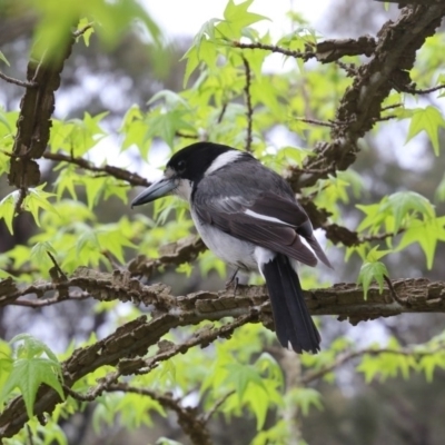 Cracticus torquatus (Grey Butcherbird) at Mittagong - 15 Oct 2018 by JanHartog