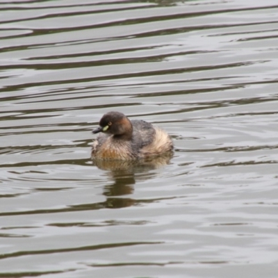 Tachybaptus novaehollandiae (Australasian Grebe) at Mittagong - 15 Oct 2018 by JanHartog