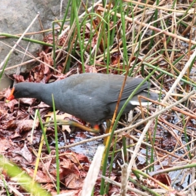 Gallinula tenebrosa (Dusky Moorhen) at Wingecarribee Local Government Area - 15 Oct 2018 by JanHartog