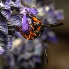 Eumeninae (subfamily) (Unidentified Potter wasp) at Macgregor, ACT - 23 Dec 2019 by Roger