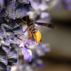 Eumeninae (subfamily) at Macgregor, ACT - 23 Dec 2019 05:37 PM