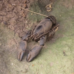 Cherax destructor (Common Yabby) at Umbagong District Park - 24 Dec 2019 by pinnaCLE