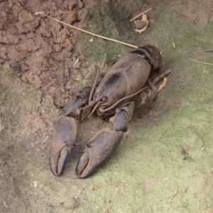 Cherax destructor at Latham, ACT - 25 Dec 2019