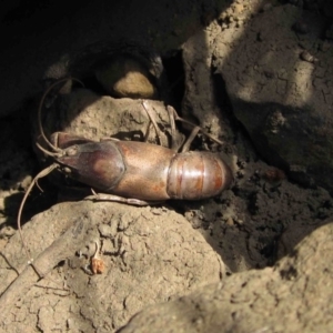 Cherax destructor at Latham, ACT - 25 Dec 2019