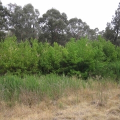 Acer negundo (Box Elder) at Latham, ACT - 24 Dec 2019 by pinnaCLE