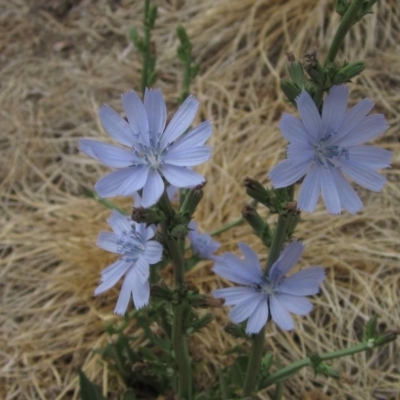 Cichorium intybus (Chicory) at Umbagong District Park - 24 Dec 2019 by pinnaCLE