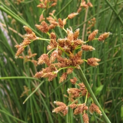 Schoenoplectus validus (River Club-rush) at Latham, ACT - 24 Dec 2019 by pinnaCLE