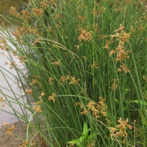 Schoenoplectus tabernaemontani at Latham, ACT - 25 Dec 2019