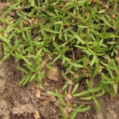 Alternanthera denticulata (Lesser Joyweed) at Umbagong District Park - 24 Dec 2019 by pinnaCLE