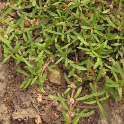 Alternanthera denticulata (Lesser Joyweed) at Latham, ACT - 25 Dec 2019 by pinnaCLE