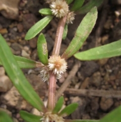 Alternanthera denticulata at Latham, ACT - 25 Dec 2019 09:11 AM