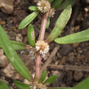 Alternanthera denticulata at Latham, ACT - 25 Dec 2019