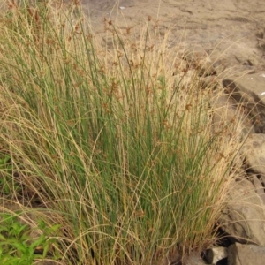 Schoenoplectus tabernaemontani at Latham, ACT - 25 Dec 2019