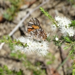 Vanessa kershawi (Australian Painted Lady) at Upper Nepean - 23 Nov 2017 by JanHartog