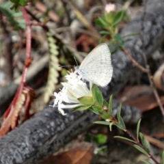 Zizina otis (Common Grass-Blue) at Alpine, NSW - 27 Oct 2017 by JanHartog