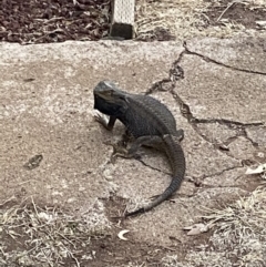 Pogona barbata (Eastern Bearded Dragon) at Symonston, ACT - 25 Dec 2019 by jks