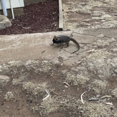 Pogona barbata at Symonston, ACT - suppressed