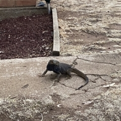 Pogona barbata at Symonston, ACT - 25 Dec 2019