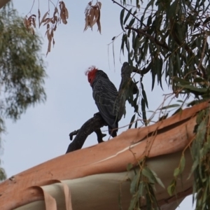 Callocephalon fimbriatum at Hughes, ACT - 25 Dec 2019