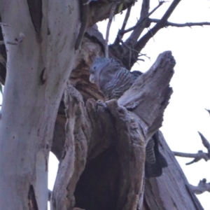 Callocephalon fimbriatum at Hughes, ACT - suppressed