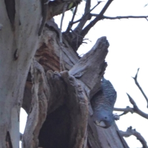 Callocephalon fimbriatum at Hughes, ACT - 24 Dec 2019