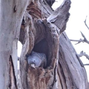 Callocephalon fimbriatum at Hughes, ACT - suppressed