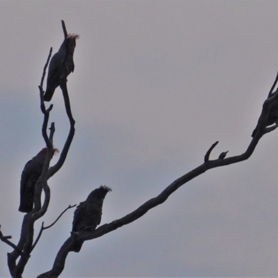 Callocephalon fimbriatum (Gang-gang Cockatoo) at Hughes Grassy Woodland - 24 Dec 2019 by JackyF