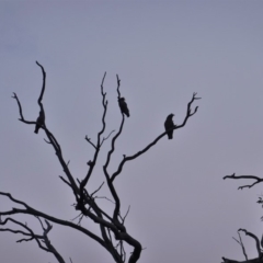 Callocephalon fimbriatum at Hughes, ACT - 24 Dec 2019