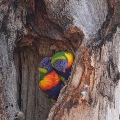 Trichoglossus moluccanus (Rainbow Lorikeet) at Hughes, ACT - 17 Dec 2019 by JackyF