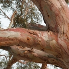 Eucalyptus mannifera (Brittle Gum) at Red Hill to Yarralumla Creek - 21 Dec 2019 by JackyF