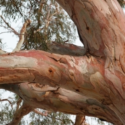 Eucalyptus mannifera (Brittle Gum) at Red Hill to Yarralumla Creek - 21 Dec 2019 by JackyF