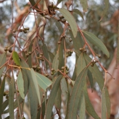 Eucalyptus mannifera at Hughes, ACT - 21 Dec 2019