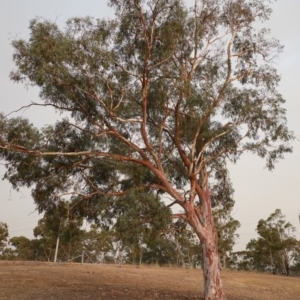 Eucalyptus mannifera at Hughes, ACT - 21 Dec 2019