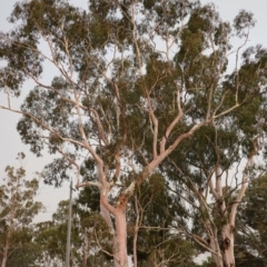 Eucalyptus mannifera at Hughes, ACT - 21 Dec 2019