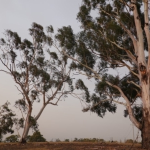 Eucalyptus mannifera at Hughes, ACT - 21 Dec 2019 08:03 PM