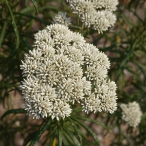 Cassinia aculeata subsp. aculeata at Deakin, ACT - 20 Dec 2019