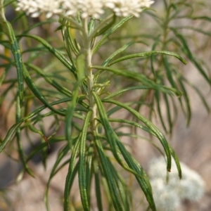 Cassinia aculeata subsp. aculeata at Deakin, ACT - 20 Dec 2019