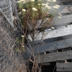 Cassinia aculeata subsp. aculeata at Deakin, ACT - 20 Dec 2019 10:04 AM