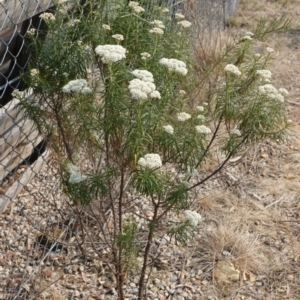 Cassinia aculeata subsp. aculeata at Deakin, ACT - 20 Dec 2019 10:04 AM