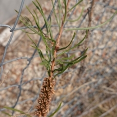 Callistemon (genus) (A Bottlebrush) at Deakin, ACT - 20 Dec 2019 by JackyF