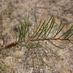 Callistemon sp. at Deakin, ACT - 20 Dec 2019 10:04 AM