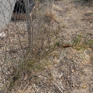 Callistemon sp. at Deakin, ACT - 20 Dec 2019 10:04 AM