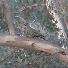 Phaps chalcoptera (Common Bronzewing) at Hughes, ACT - 18 Dec 2019 by JackyF