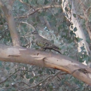 Phaps chalcoptera at Hughes, ACT - 18 Dec 2019