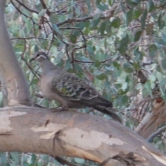 Phaps chalcoptera at Hughes, ACT - 18 Dec 2019